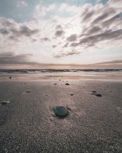 galveston seashell on the sore beach